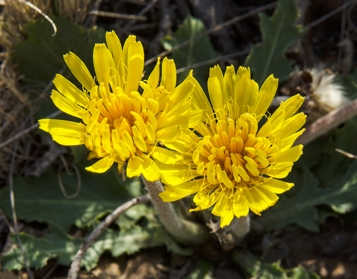 Image of Taraxacum serotinum specimen.