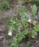 Cirsium echinus. Верхушки побегов с расцветающими соцветиями. Чечня, Шаройский р-н, устье р. Кенхи, левый берег. 12 августа 2023 г.