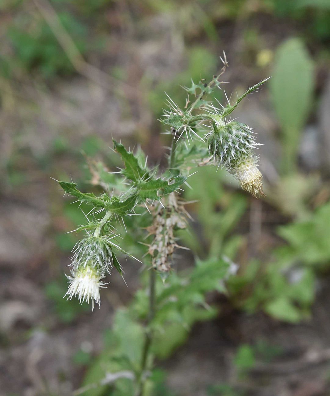 Изображение особи Cirsium echinus.