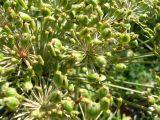 Heracleum asperum