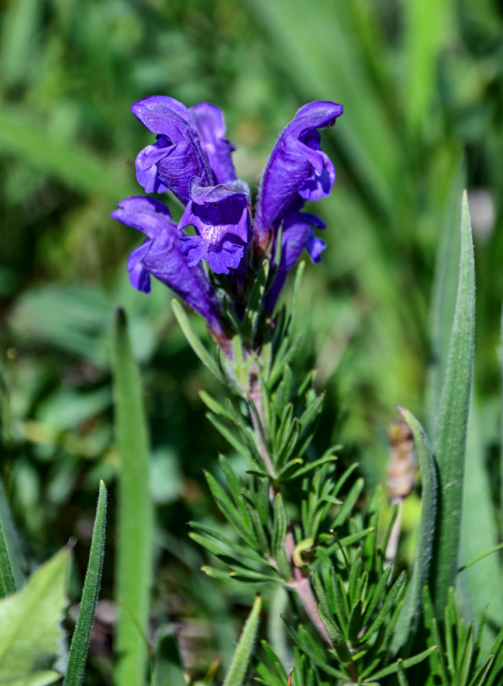 Изображение особи Dracocephalum austriacum.