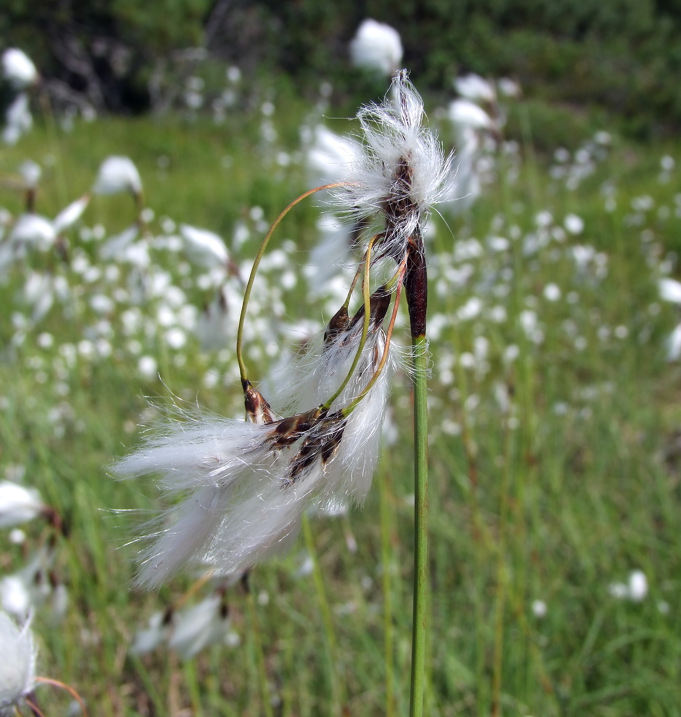 Изображение особи Eriophorum angustifolium.