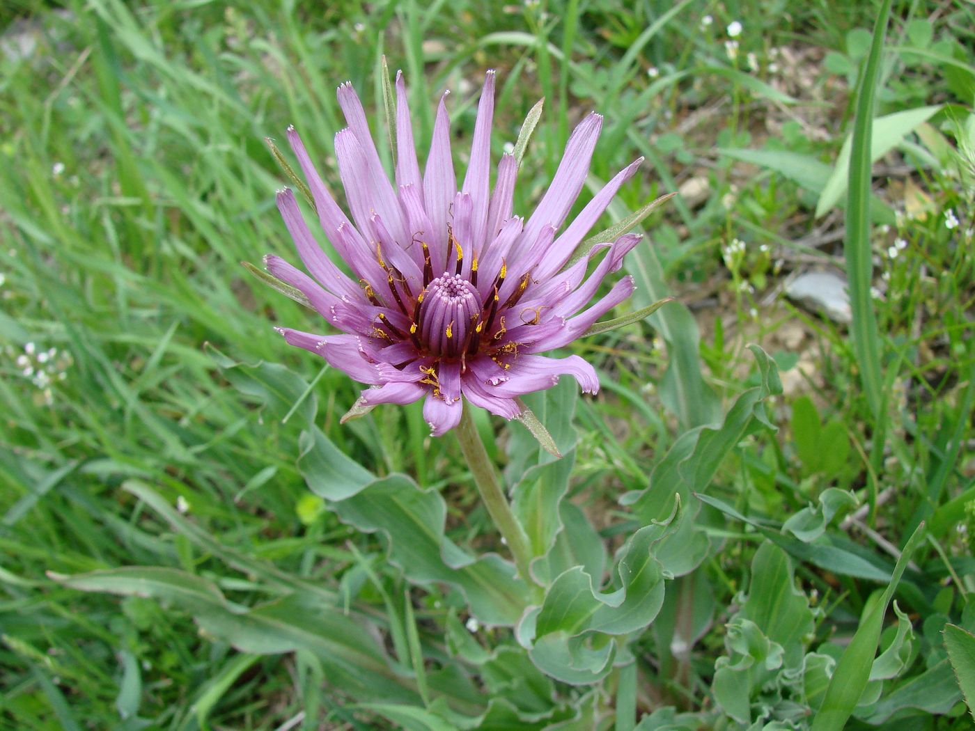 Image of Tragopogon malikus specimen.