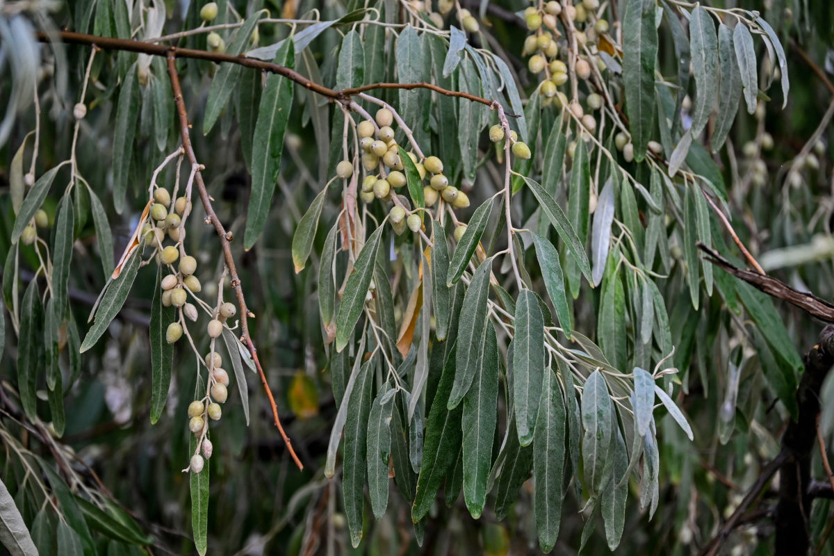 Изображение особи Elaeagnus angustifolia.