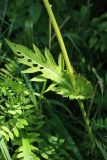 Cirsium oleraceum