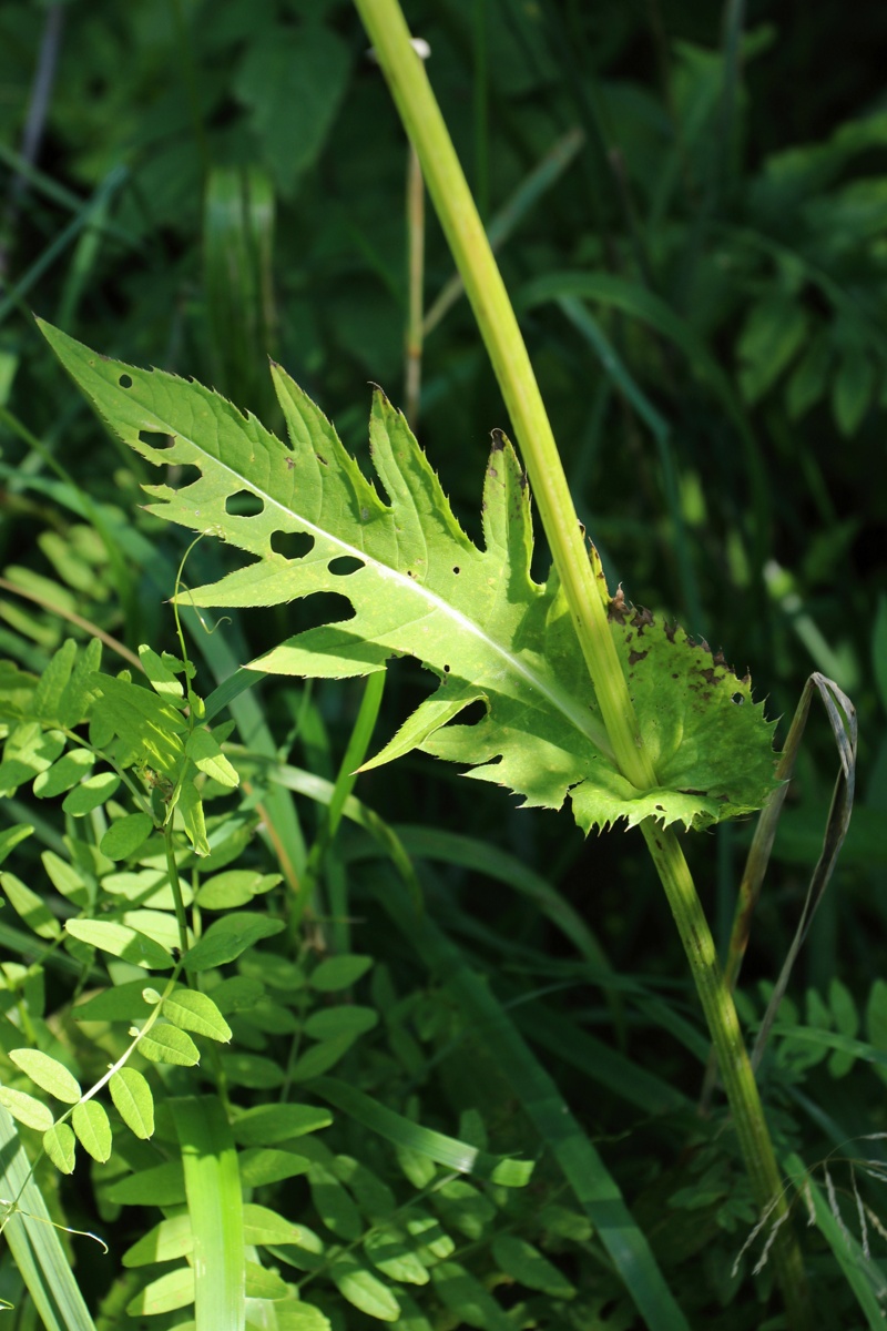 Image of Cirsium oleraceum specimen.