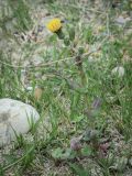 Sonchus oleraceus