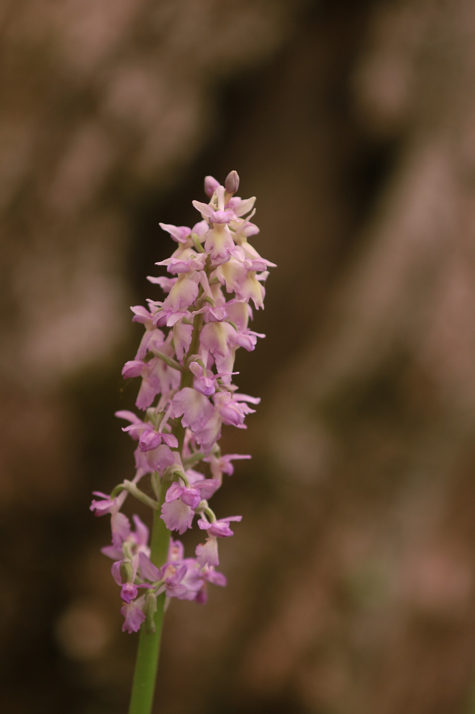 Изображение особи Orchis × loreziana.