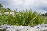 Dryopteris oreades. Спороносящее растение. Адыгея, Кавказский биосферный заповедник, хр. Каменное Море, ≈ 2000 м н.у.м., в расщелине скалы. 28.07.2018.