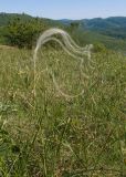 Stipa pulcherrima. Плодоносящее растение. Краснодарский край, м/о г. Новороссийск, склон горы Херсонка, остепнённый луг. 10.05.2024.