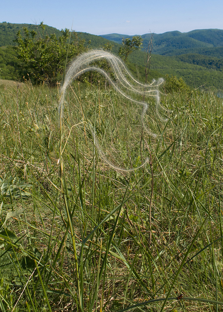 Image of Stipa pulcherrima specimen.