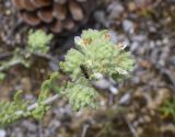 genus Teucrium