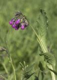Symphytum officinale