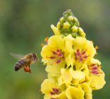 Verbascum nigrum