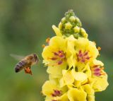 Image of taxon representative. Author is Александр Кирсанов