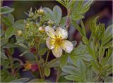 Dasiphora fruticosa. Цветок с каплями дождя и бутоны на верхушке побега. Московская обл., Раменский р-н, окр. дер. Хрипань, садовый участок. 29.08.2024.