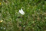Campanula biebersteiniana. Цветок (белая форма). Чечня, Шаройский р-н, Снеговой хр., 4,8 км от пер. Цумандинский в сторону горы Заинкорт, выс. ок. 2850 м н.у.м., луг около снежника. 25 июня 2024 г.