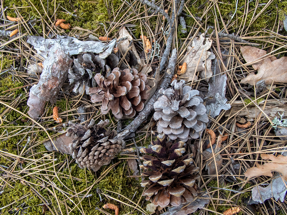 Image of Pinus pallasiana specimen.