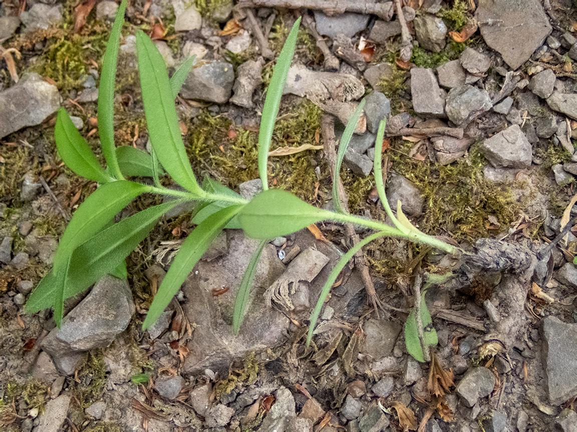 Image of Aegonychon purpureocaeruleum specimen.