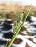 Phleum pratense