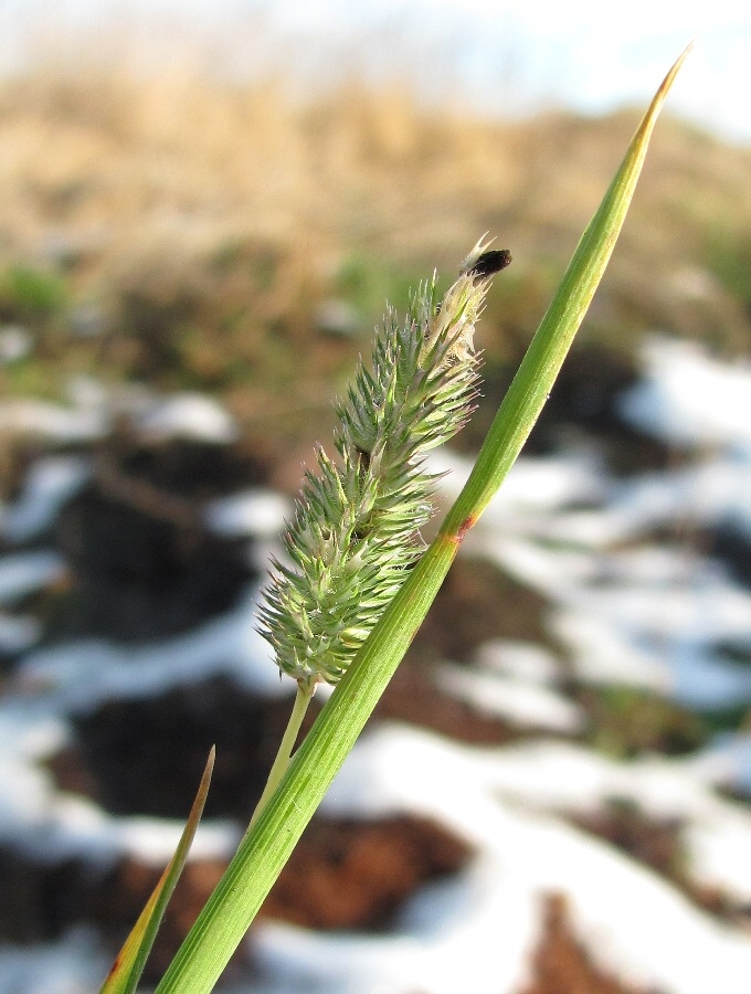 Image of Phleum pratense specimen.