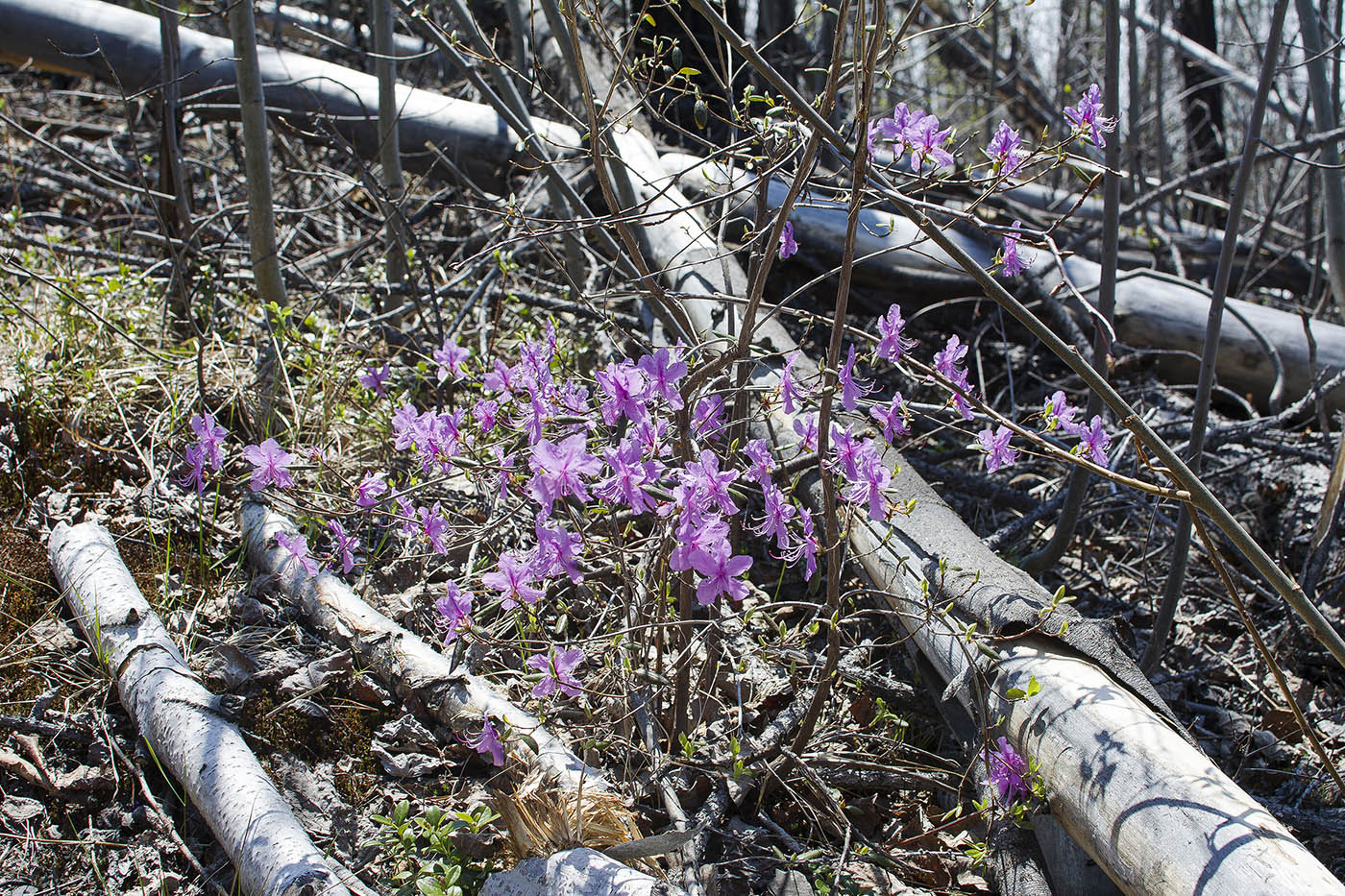 Image of Rhododendron dauricum specimen.