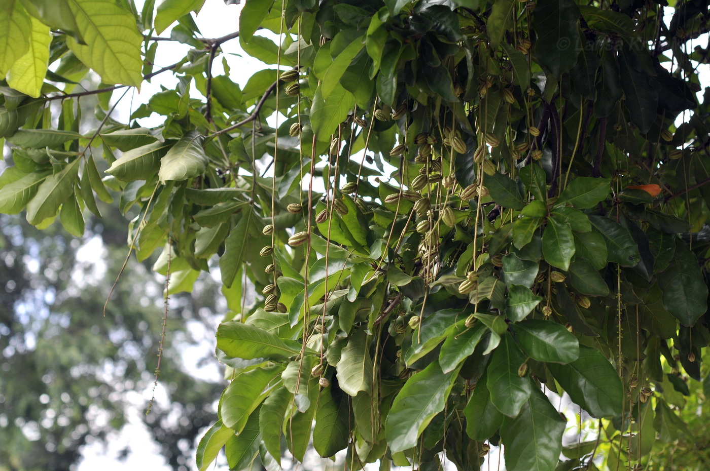 Image of Barringtonia acutangula specimen.