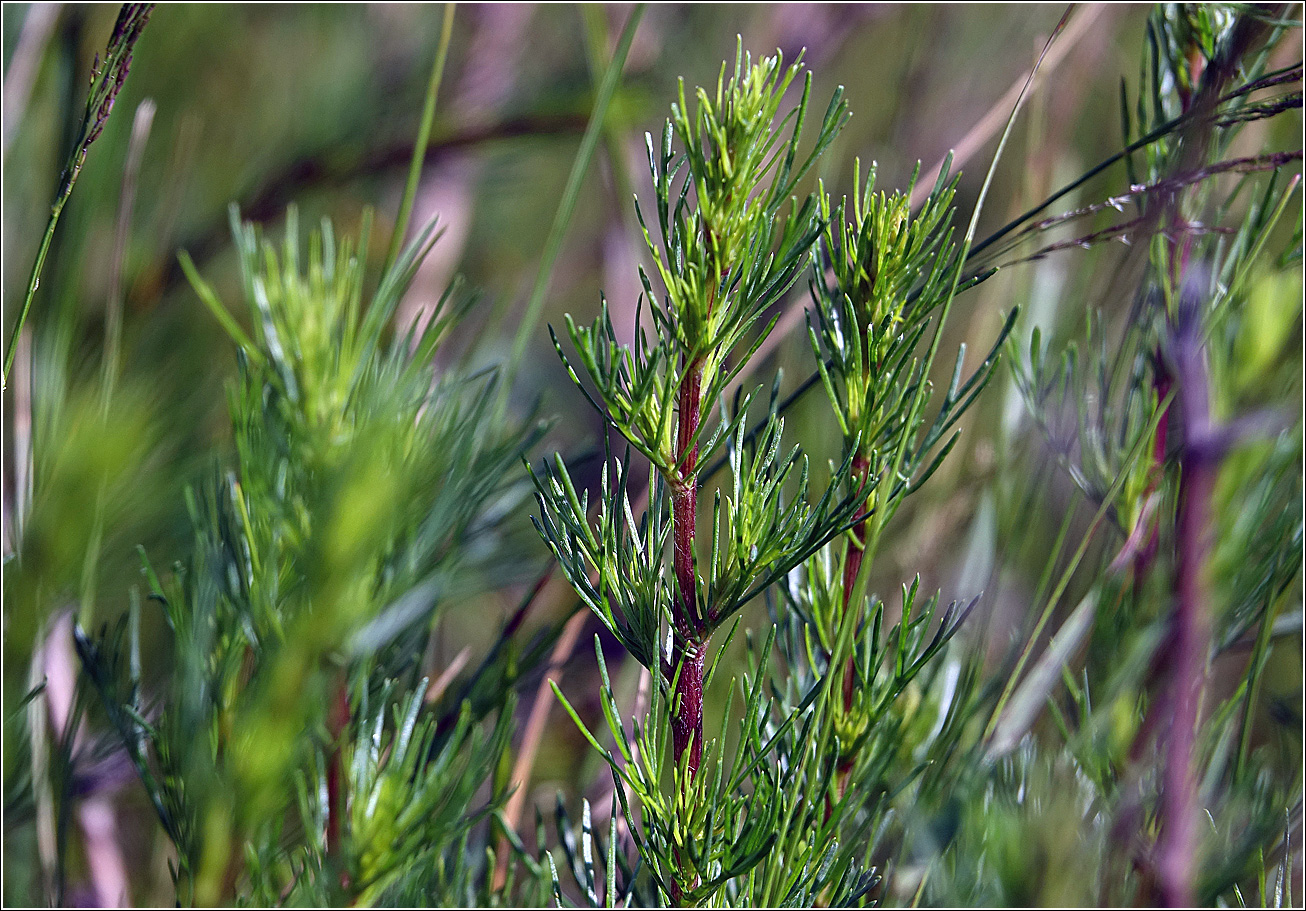 Image of Artemisia campestris specimen.