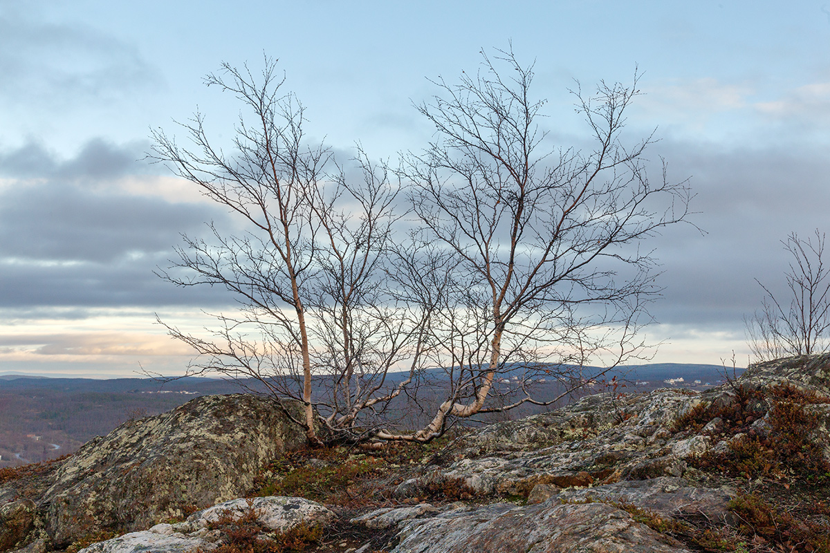 Image of Betula czerepanovii specimen.