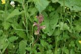Orobanche owerinii. Верхушка цветущего растения. Чечня, Шаройский р-н, с. Хакмадой, выс. ок. 1680 м н.у.м., верхняя часть села, луг. 2 июля 2024 г.