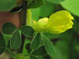 Chamaecytisus hirsutus. Часть цветущего побега. Украина, Закарпатская обл., Виноградов, Чёрная гора, на опушке дубравы из скального дуба. 5 мая 2008 г.