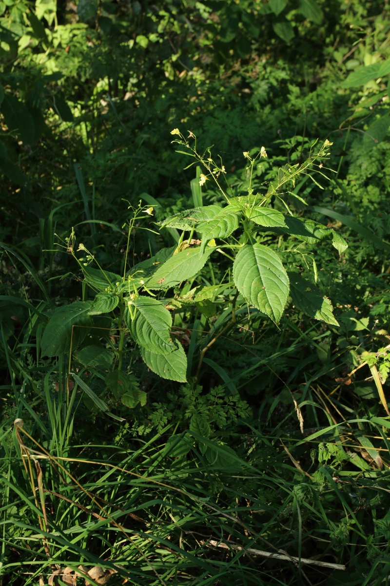 Image of Impatiens parviflora specimen.
