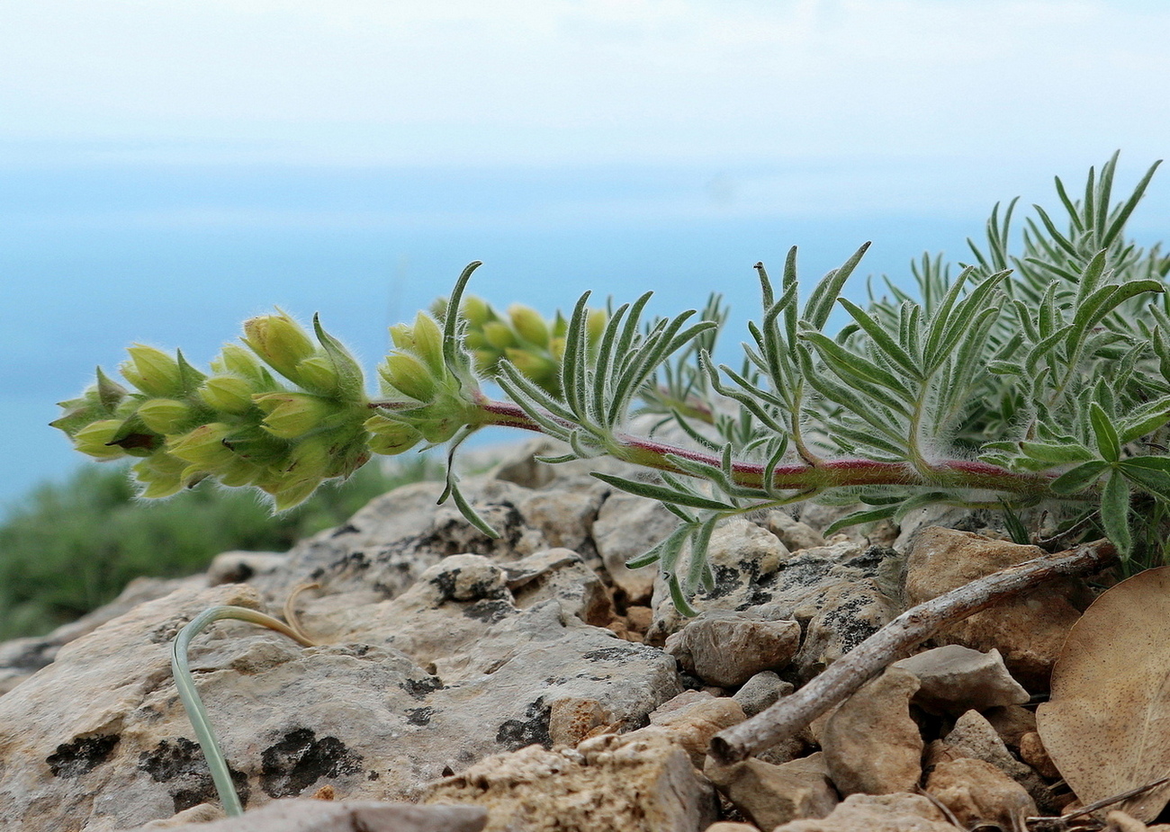 Image of Salvia scabiosifolia specimen.