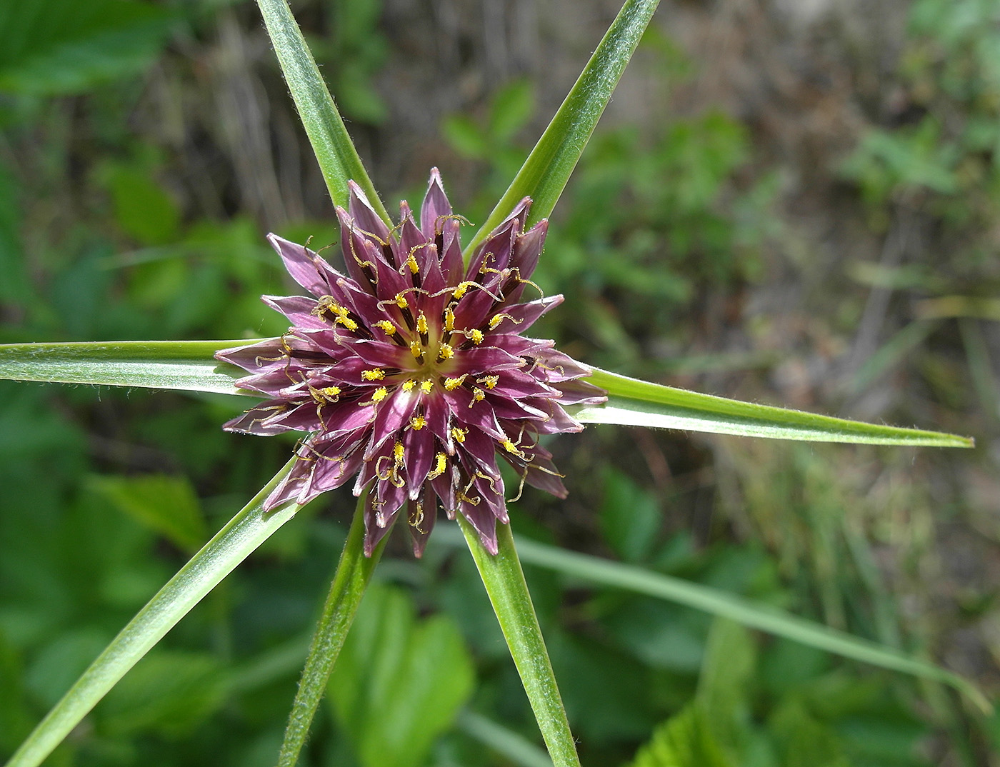 Изображение особи Tragopogon porrifolius ssp. longirostris.