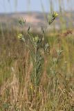 Helianthemum lasiocarpum