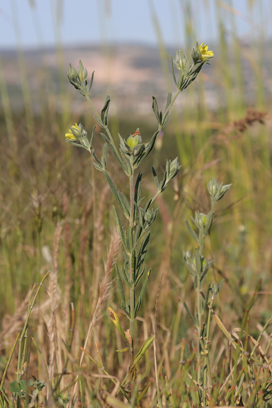 Image of Helianthemum lasiocarpum specimen.