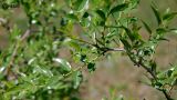 View full-size image Ziziphus jujuba