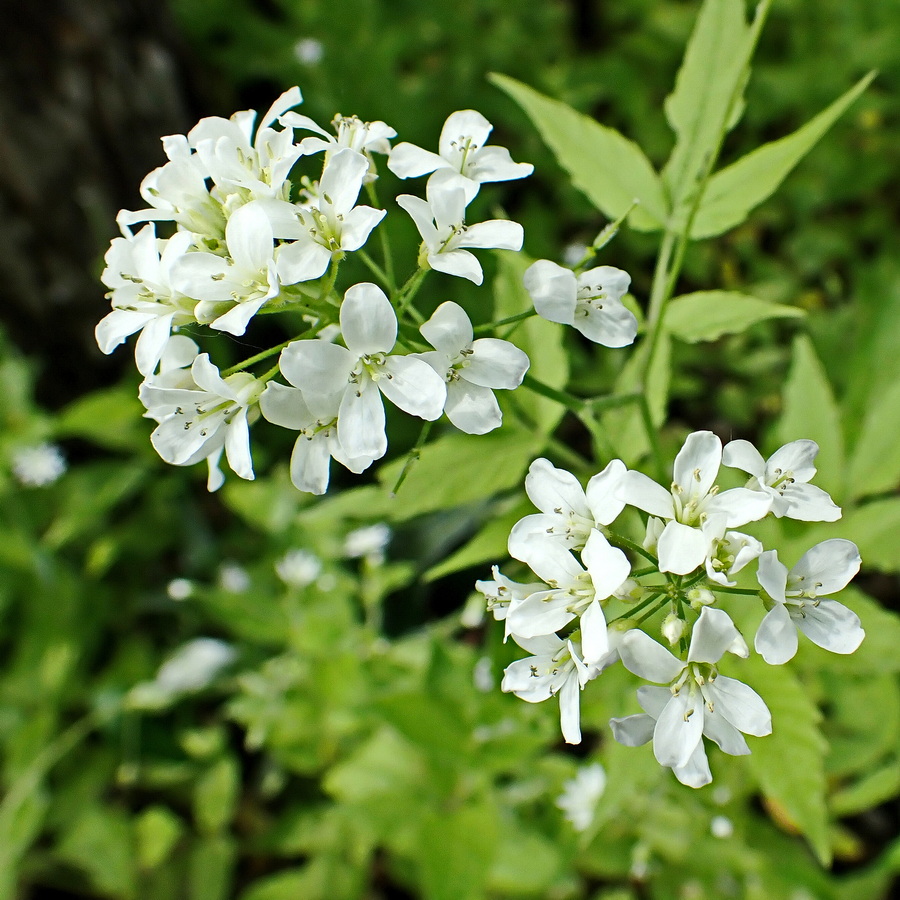 Image of Cardamine leucantha specimen.