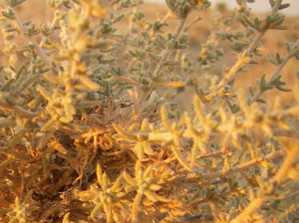 Image of familia Chenopodiaceae specimen.