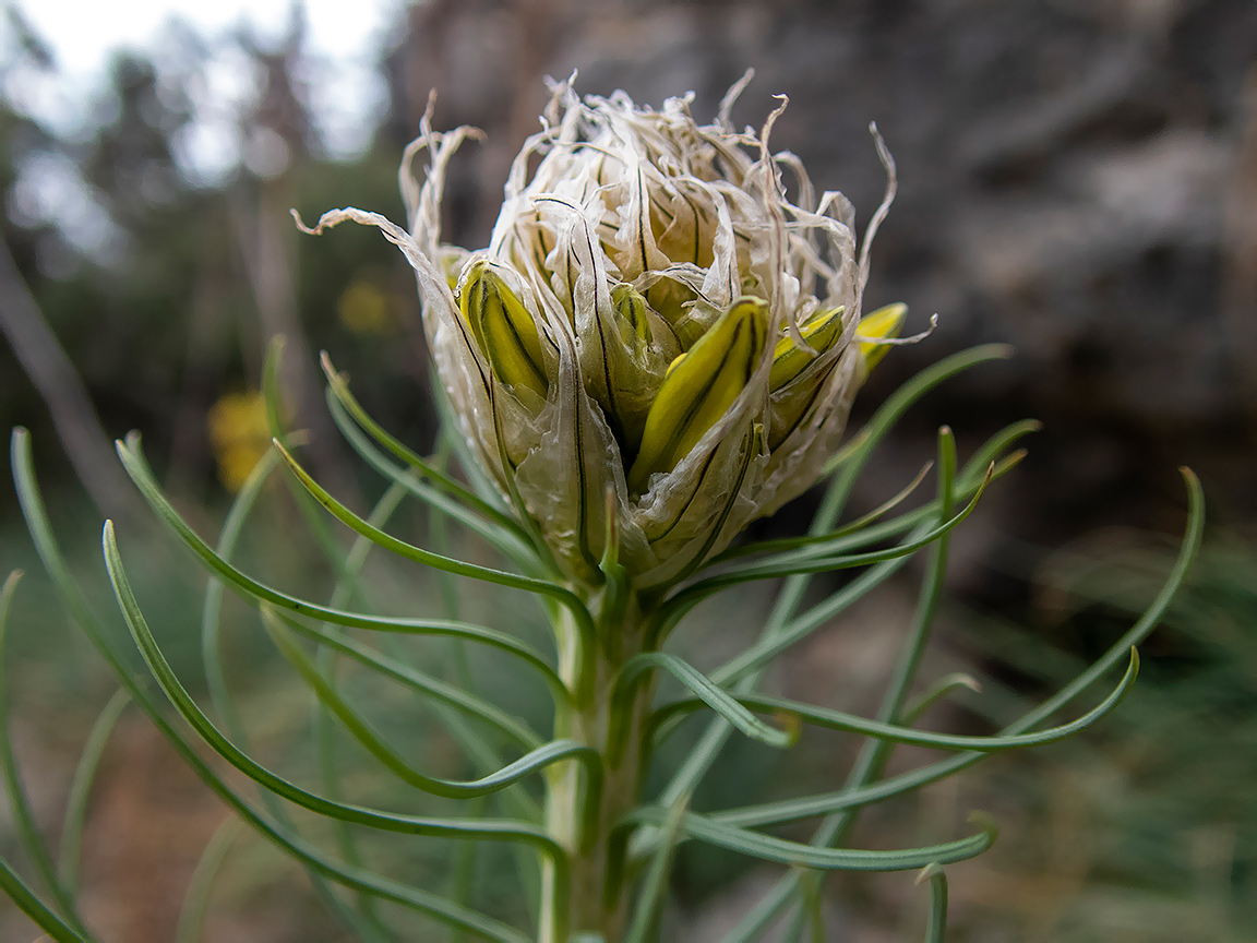 Изображение особи Asphodeline lutea.