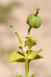 Euphorbia jaxartica. Незрелый плод. Узбекистан, Ташкентская обл., южный склон Чаткальского хр., басс. р. Ахангаран, окр. г. Янгиабад, ущ. р. Джакиндек, обочина грунтовой дороги. 17.07.2021.