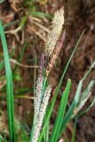 genus Carex. Верхушки побегов с мужскими и женскими соцветиями. Узбекистан, г. Ташкент, Ботанический сад им. Ф.Н. Русанова, в культуре. 03.04.2022.