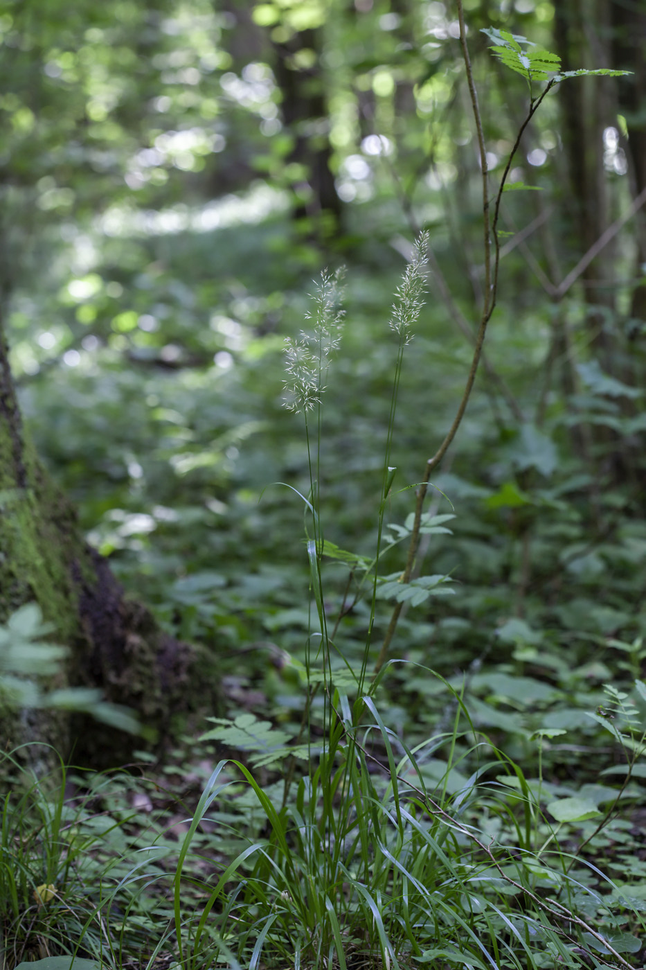 Image of Calamagrostis arundinacea specimen.