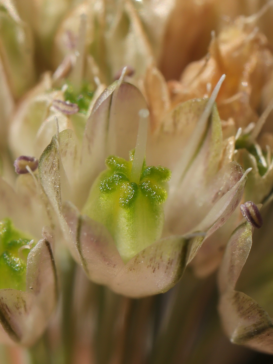 Изображение особи Allium rupestre.
