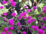 Gomphrena globosa. Цветущие растения. Кавказ, Сочинский р-н, Лазаревское, 27 сентября 2005 г.