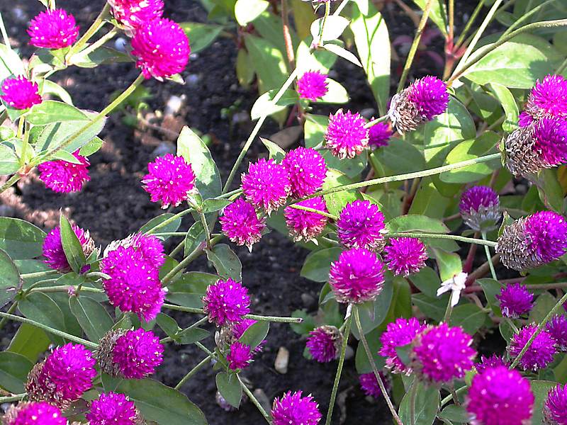 Image of Gomphrena globosa specimen.