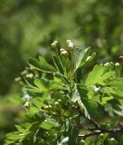 род Crataegus