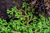 Selaginella kraussiana. Верхушка вегетирующего растения. Португалия, Азорские о-ва, о-в Сан-Мигел, кальдера вулкана Фурнаш, парк \"Терра-Ноштра\", каменистый участок берега пруда. 13.08.2025.