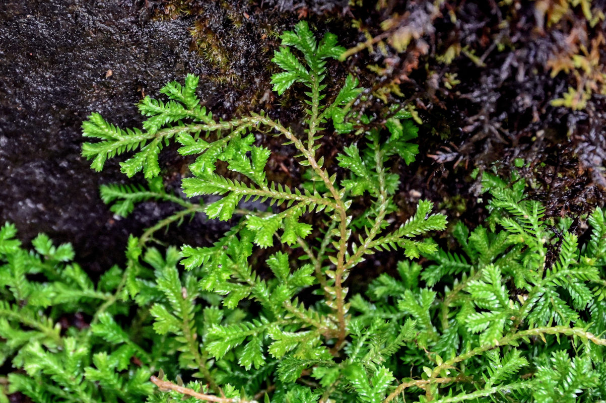 Изображение особи Selaginella kraussiana.