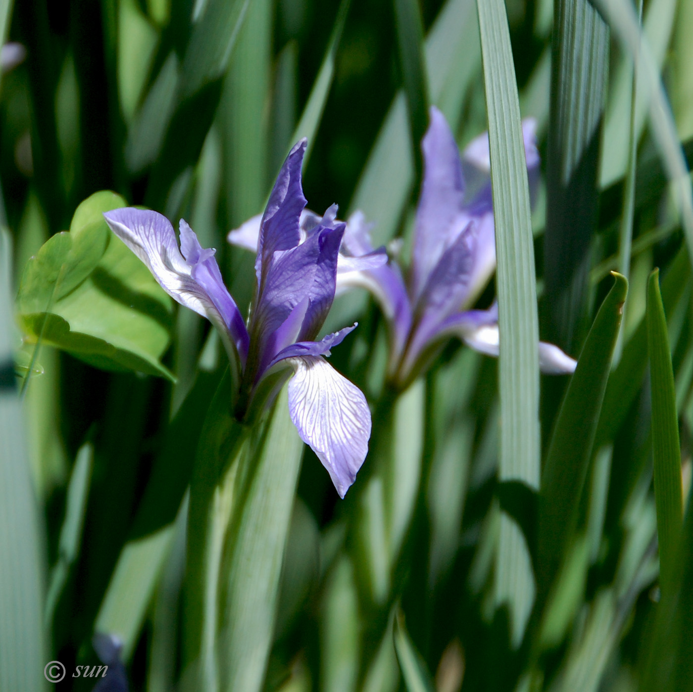 Image of Iris lactea specimen.